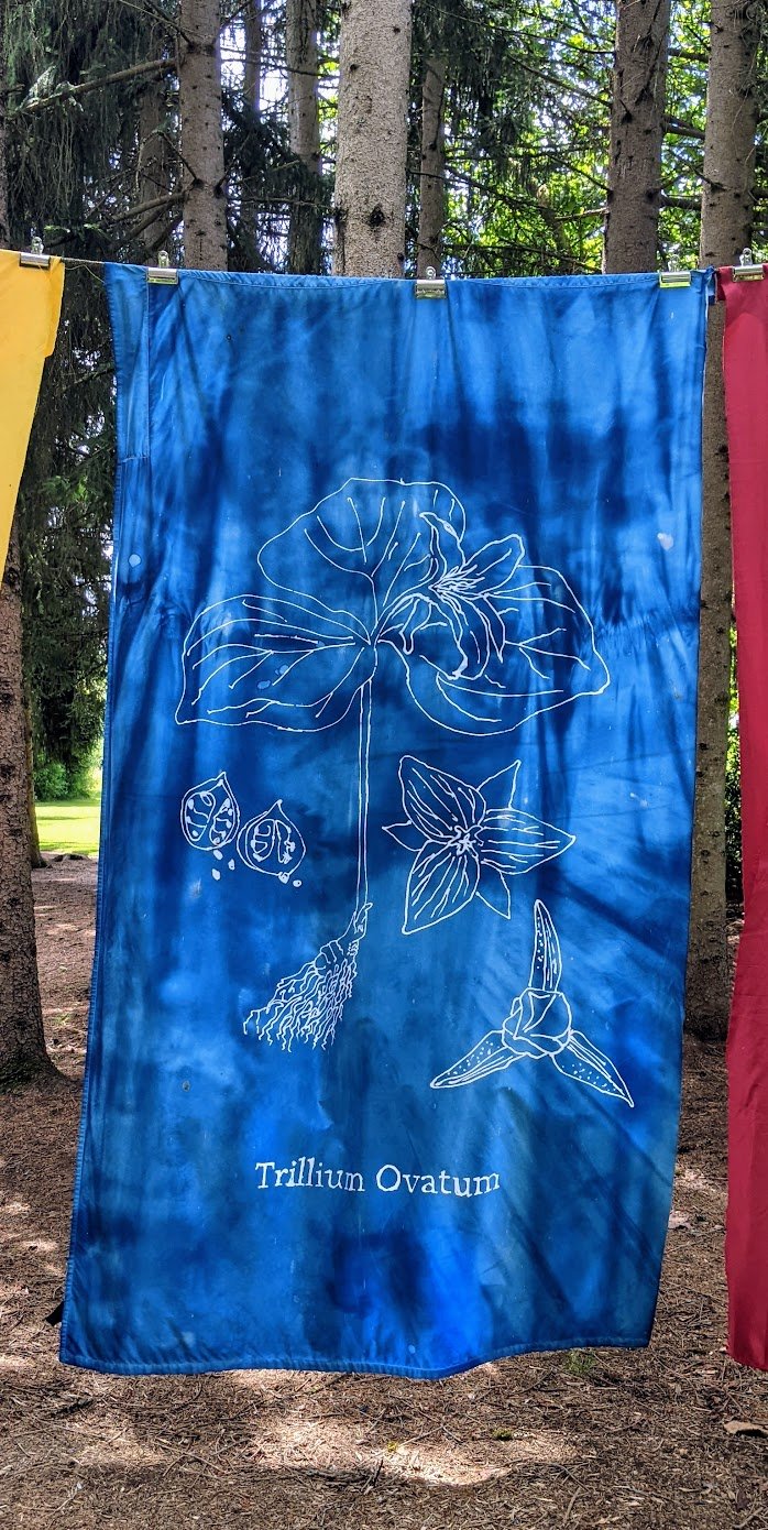 Botanical Cyanotypes